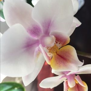 Meet your Posher, Brenda